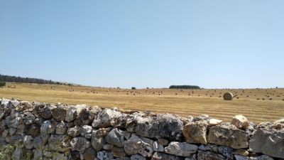 murgia murgia