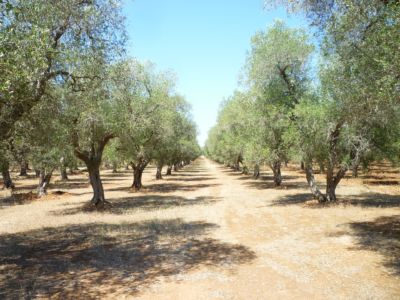 olive grove apulia olive grove apulia