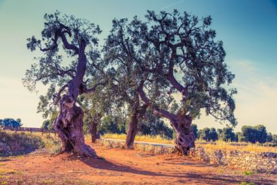 olive-trees olive-trees